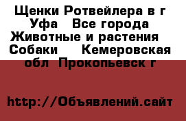 Щенки Ротвейлера в г.Уфа - Все города Животные и растения » Собаки   . Кемеровская обл.,Прокопьевск г.